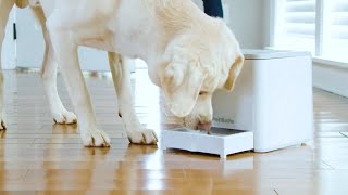 PetSafe Reward Your Dog - PetSafeTeach & Treat Remote Reward