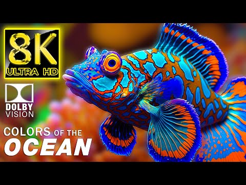 The Colors of the Ocean 8K ULTRA HD - The Best 8K Sea Animals for Relaxation & Calming Music