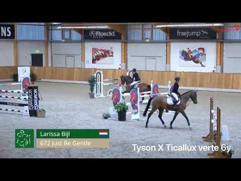 Just Be gentle Tyson X Ticallux verte 6 y