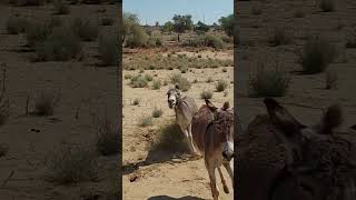 donkey coming on my side #donkeyvillage #animals #farmanimalct #funnydonkey #nature #animallife