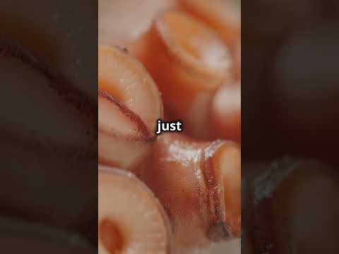 Mind Blowing Octopus Fun Facts