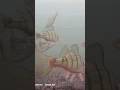 Video Thumbnail for Perch fighting  for bait #shorts #underwater #fishing