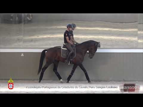 1 Lancelot do Monte por João Embaixador - Criador Quinta do Monte Possolos