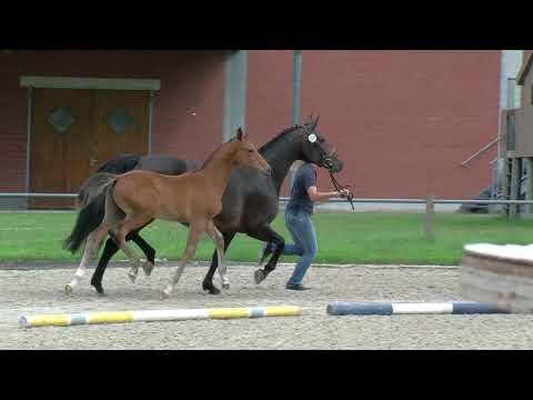 Hf v Diamant de Plaisir x Centurion x Lasino 2020