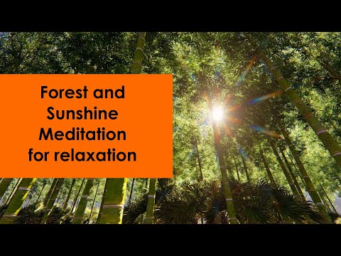 Forest & Sunshine Meditation | For Relaxation