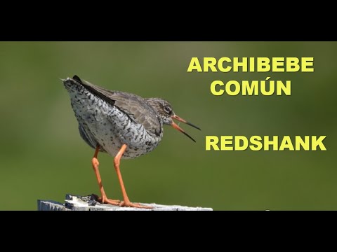 ARCHIBEBE COMÚN | REDSHANK | Tringa totanus