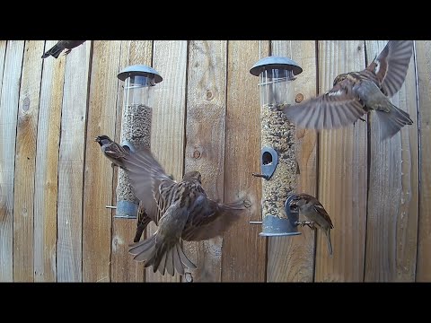 The fence feeders were temporary, to protect from the sparrowhawk, but they have become so popular!