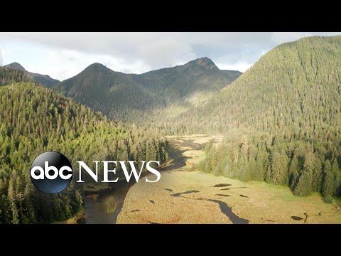 Tug of war over Alaska's Tongass National Forest, called the 'lungs of America'