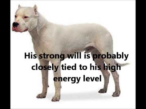 Argentine Dogo