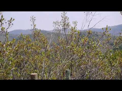 Alte und junge Korkeichen - Nutzungsbedingter Ausfall und Naturverjüngung