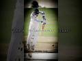Rahul Dravid The Wall Of Indian Cricket Shorts Cricket Edit