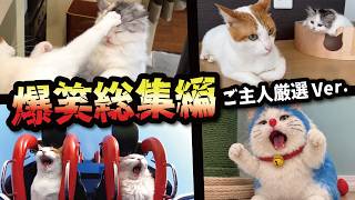 最高に笑える猫の動画をどうぞ