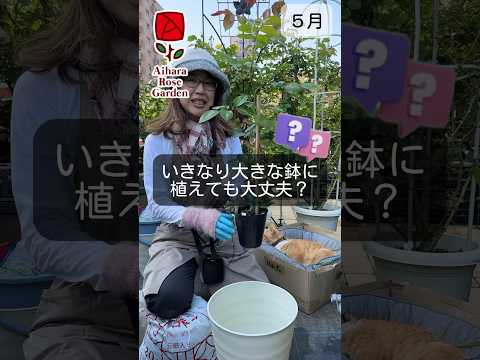 いつバラの茂みを植えるのですか？これを達成するにはどうすればよいでしょうか?裸根の植物はどうすればいいですか？  庭園