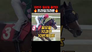 경주마 프라임크라운 소개‼️ #7월20일출전 #서울10경주