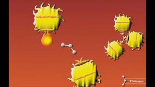 Antiplatelet Drugs animation: Gp IIb-IIIa Inhibitors: Eptifibatide and Abciximab
