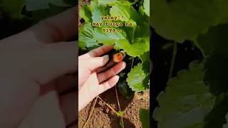 Download lagu may bunga na#shorts #short #shortsfeed #shortvideo #youtubeshorts #youtube #shortsviral mp3 Download lagu may bunga na#shorts #short #shortsfeed #shortvideo #youtubeshorts #youtube #shortsviral mp3