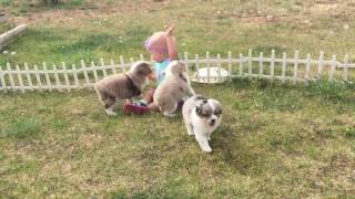 Midnight&#39;s BMF3 7 weeks old