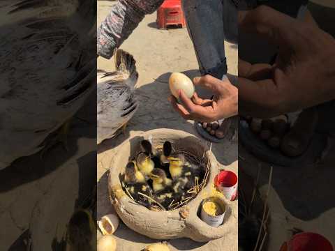 Our Hen Raised Duck Eggs—Now Look at the Cute Ducklings