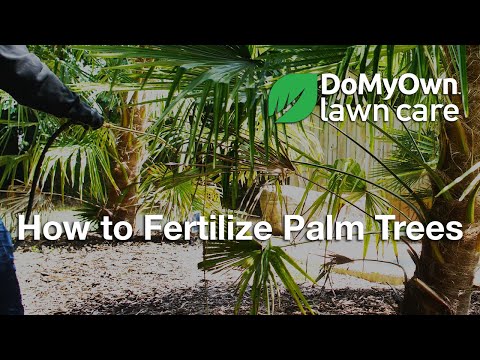 How to Fertilize Palm Trees Video 