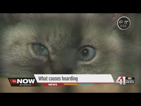 Cat Hoarding in Kansas City: How many cats should be in one household?
