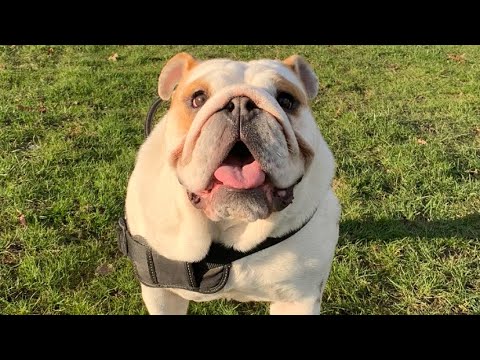 Things no one tells you about owning an English Bulldog | No 1