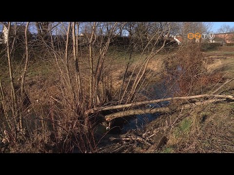 Féreg tinktura hogyan lehet elvenni a parazitákat