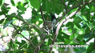 都会のサンコウチョウ子育て中(動画あり)