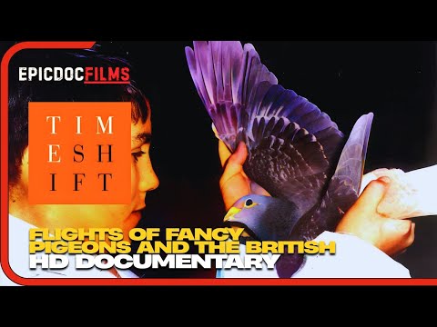 Flights Of Fancy: Britain's Love Of Pigeons | Timeshift | British History Documentary