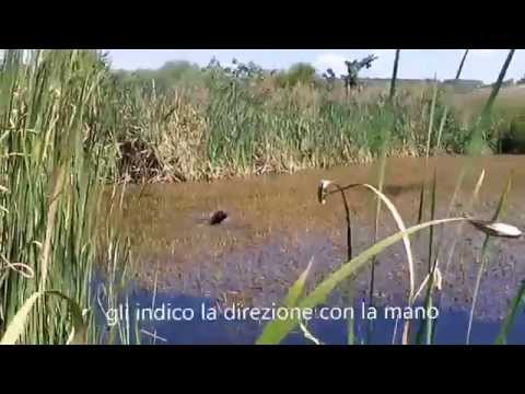 White riporta Alzavola!