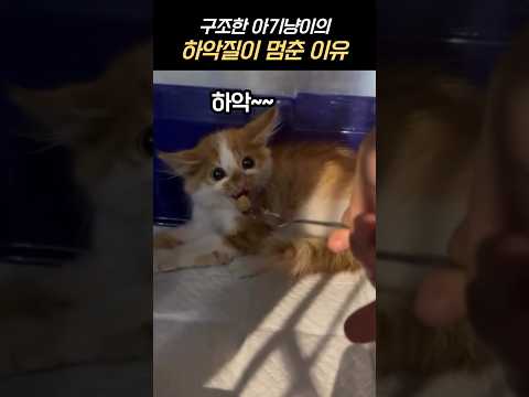 구조한 길냥이의 하약질이 멈춘 이유 #길냥이 #길냥이구조