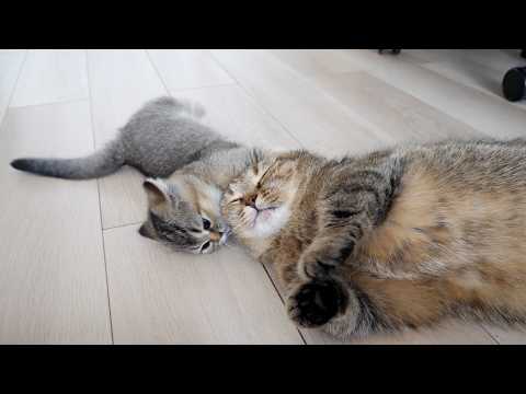 YouTube 썸네일