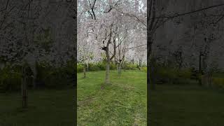 今年の桜🌸