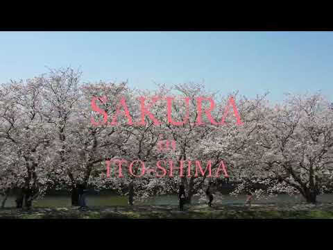 糸島の桜　SAKURA in ITOSHIMA　～糸島10秒動画～