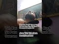 Albele Tange Wale Meme Shorts Trending Shortsfeed Shorts Funny