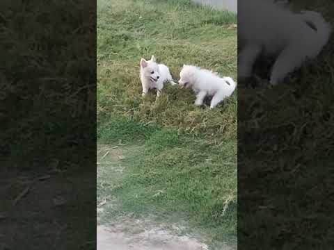 The imageing video sort #Astan and Ami the fune mood🐶🐶