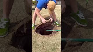 Why is this in my Lawn?