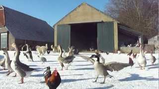 preview picture of video 'Ganzenparadijs op mooie winterochtend in Dalen'