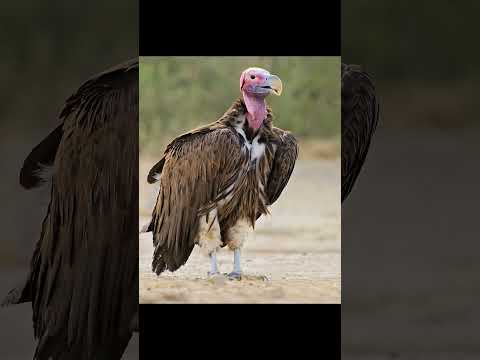 Vultures get a bad rap | #shorts | #mysterylover