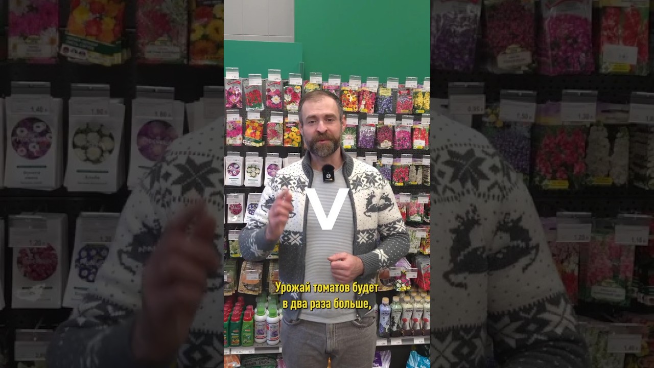 Урожай томатов в два раза больше, если применяете эти удобрения! Помидоры сладкие и мясистые