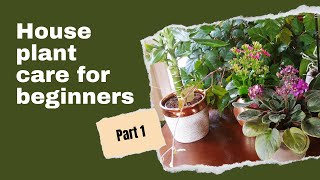 How to take care of indoor plants | House plants 101 for beginners