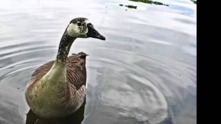 Eagles - &quot;I Wish You Peace&quot;