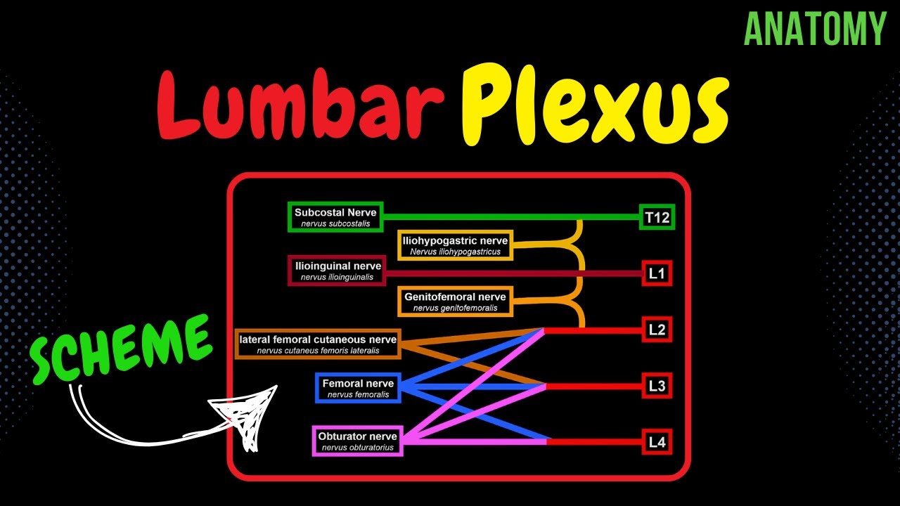 Lumbar plexus (Scheme + QUIZ) | Anatomy