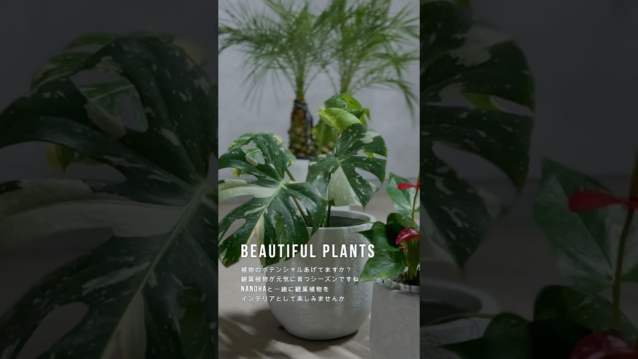 観葉植物をお洒落に楽しもう #観葉植物 #観葉植物インテリア
