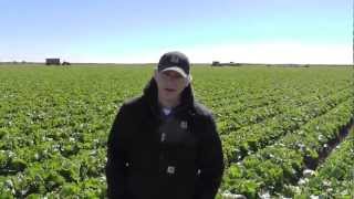 preview picture of video 'Markon Live from the Fields: Huron Iceberg Lettuce Quality, October 29, 2012'