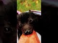 Baby bat eating a watermelon #cute #shortvideo #youtubeshorts #shorts