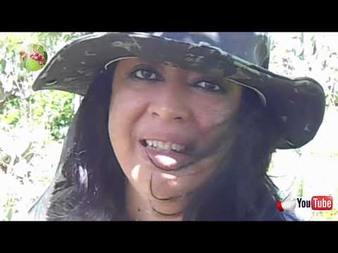 ENXERTO–DE–PASSARINHO