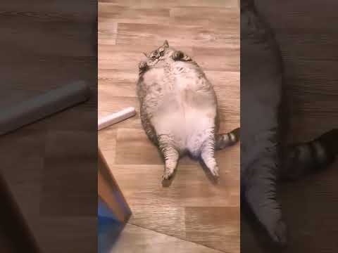a fat, cheerful cat. #shorts #cat #relaxation #short #fatcatvideosfunny
