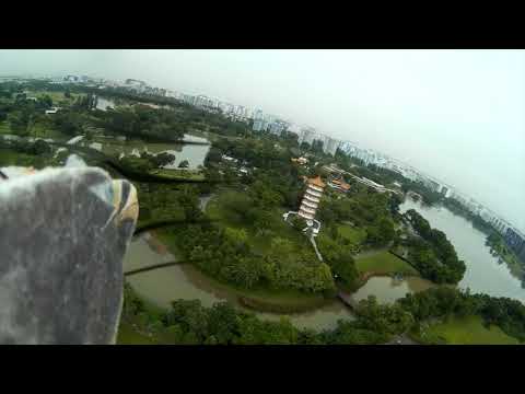 Robird flying w/crows above Chinese garden