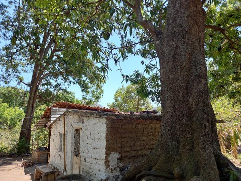 The cousin with high school English goes to the U.S. (The scam of the relative who sends dollars)