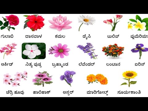 Flowers Name In English And Kannada//ಹೂವುಗಳ ಹೆಸರು//Hūvugaḷa hesaru//Flowers vocabulary//flowers Name
